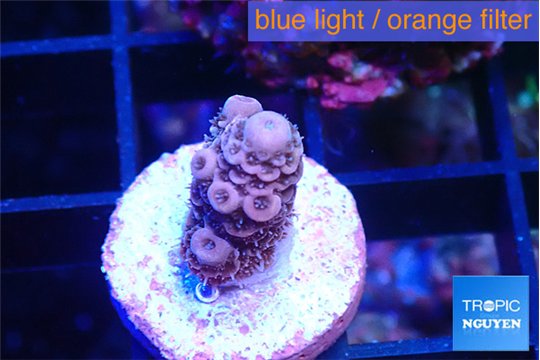 Acropora purple 1-2 cm WYSIWYG acclimaté