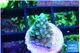 Acropora green blue 1-2 cm WYSIWYG acclimaté