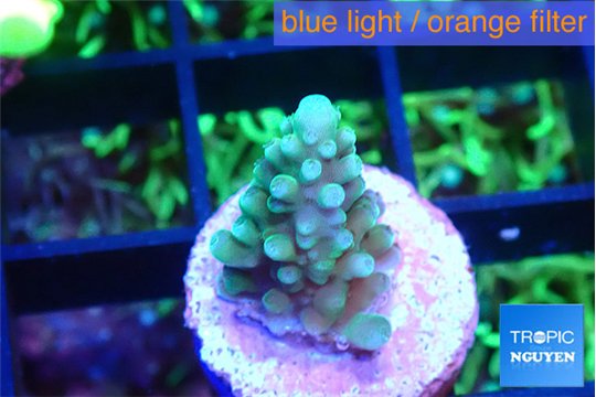 Acropora green blue 1-2 cm WYSIWYG acclimaté