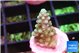 Acropora green blue 1-2 cm WYSIWYG acclimaté