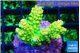 Acropora neon green 2-3 cm WYSIWYG acclimaté