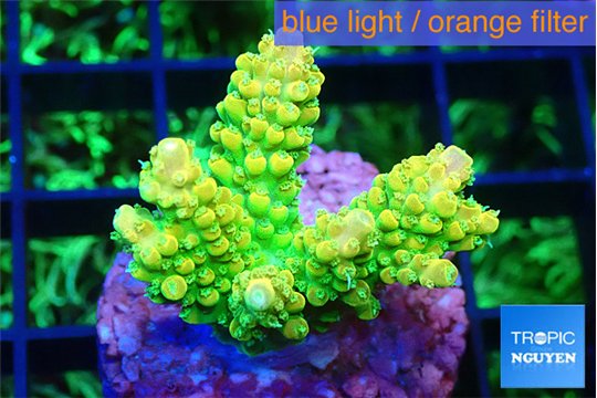 Acropora neon green 2-3 cm WYSIWYG acclimaté