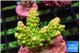 Acropora neon green 2-3 cm WYSIWYG acclimaté