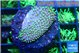 Sarcophython full neon green polyps Australia 2-3 cm WYSIWYG acclimaté