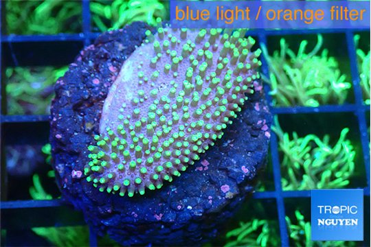 Sarcophython full neon green polyps Australia 2-3 cm WYSIWYG acclimaté