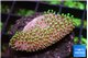 Sarcophython full neon green polyps Australia 2-3 cm WYSIWYG acclimaté