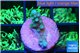 Acropora green blue 1-2 cm WYSIWYG acclimaté