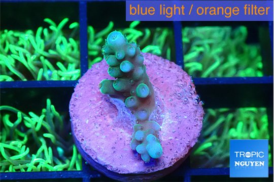 Acropora green blue 1-2 cm WYSIWYG acclimaté