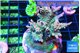 Acropora green & pink 7-10 cm WYSIWYG acclimaté