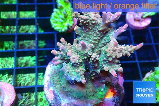 Acropora green & pink 7-10 cm WYSIWYG acclimaté