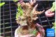 Acropora green & pink 7-10 cm WYSIWYG acclimaté