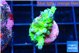 Acropora green blue ice Fijii 2-3 cm WYSIWYG acclimaté