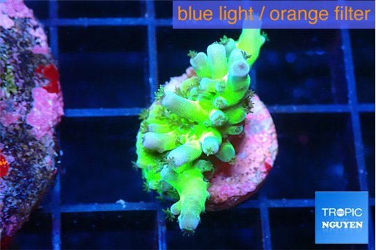 Acropora green blue ice Fijii 2-3 cm WYSIWYG acclimaté