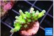Acropora green blue ice Fijii 2-3 cm WYSIWYG acclimaté