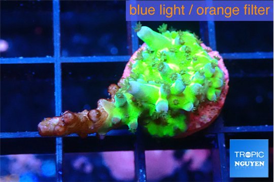 Acropora green blue ice Fijii damaged 2 cm WYSIWYG acclimaté