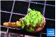 Acropora green blue ice Fijii damaged 2 cm WYSIWYG acclimaté