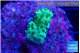 Acropora green 2 cm WYSIWYG acclimaté