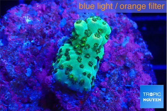 Acropora green 2 cm WYSIWYG acclimaté