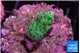 Acropora green 2 cm WYSIWYG acclimaté