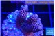 Acropora purple pink 1-2 cm WYSIWYG acclimaté