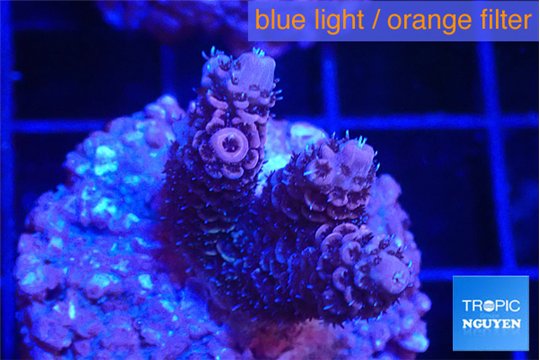 Acropora purple pink 1-2 cm WYSIWYG acclimaté