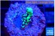 Montipora incredible hulk 1-2 cm WYSIWYG acclimaté