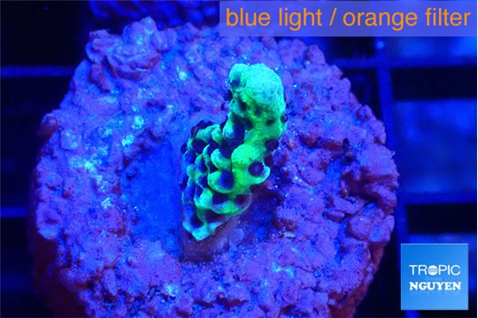 Montipora incredible hulk 1-2 cm WYSIWYG acclimaté