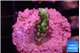 Montipora incredible hulk 1-2 cm WYSIWYG acclimaté