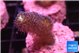 Stylophora milka 2-3 cm WYSIWYG acclimaté