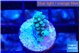 Acropora green blue 1-2 cm WYSIWYG acclimaté