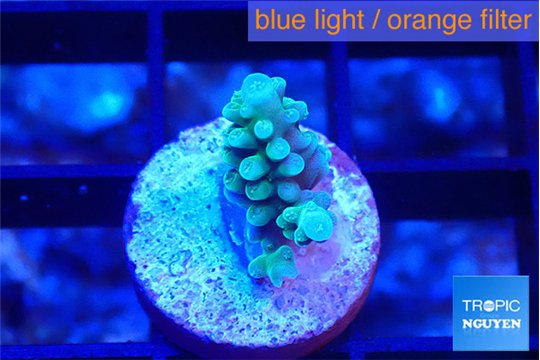 Acropora green blue 1-2 cm WYSIWYG acclimaté