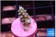 Acropora green blue 1-2 cm WYSIWYG acclimaté