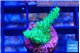 Acropora green 2 cm WYSIWYG acclimaté