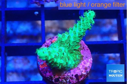 Acropora green 2 cm WYSIWYG acclimaté