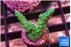 Acropora green 2 cm WYSIWYG acclimaté