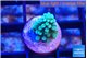 Acropora green blue 1-2 cm WYSIWYG acclimaté