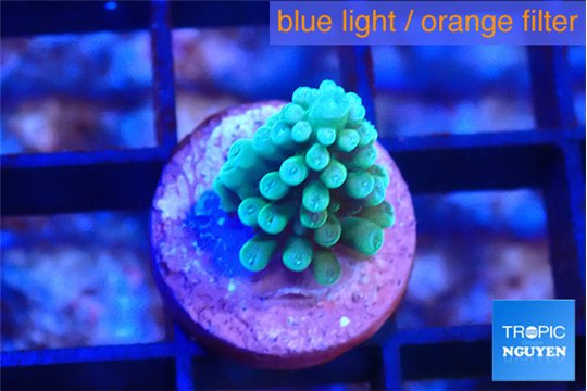 Acropora green blue 1-2 cm WYSIWYG acclimaté