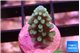 Acropora green blue 1-2 cm WYSIWYG acclimaté