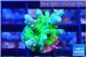 Acropora green blue ice Fijii 2 cm WYSIWYG acclimaté