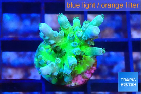 Acropora green blue ice Fijii 2 cm WYSIWYG acclimaté