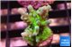 Acropora green blue ice Fijii 2 cm WYSIWYG acclimaté