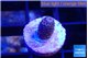 Acropora pink 1 cm WYSIWYG acclimaté