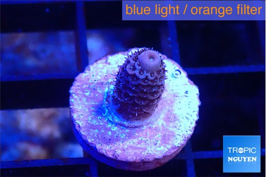 Acropora pink 1 cm WYSIWYG acclimaté
