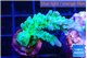 Acropora green blue ice Fijii 2-3 cm WYSIWYG acclimaté