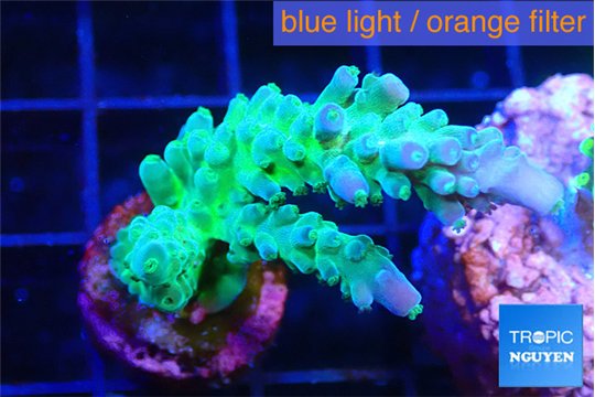 Acropora green blue ice Fijii 2-3 cm WYSIWYG acclimaté