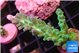 Acropora green blue ice Fijii 2-3 cm WYSIWYG acclimaté