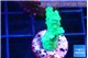 Acropora green 2 cm WYSIWYG acclimaté