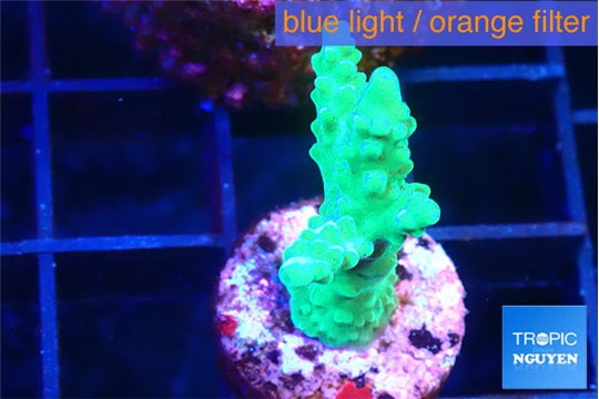 Acropora green 2 cm WYSIWYG acclimaté