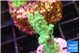 Acropora green 2 cm WYSIWYG acclimaté