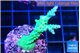 Acropora green 3 -4 cm WYSIWYG acclimaté